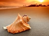 pic for Sea Shell 